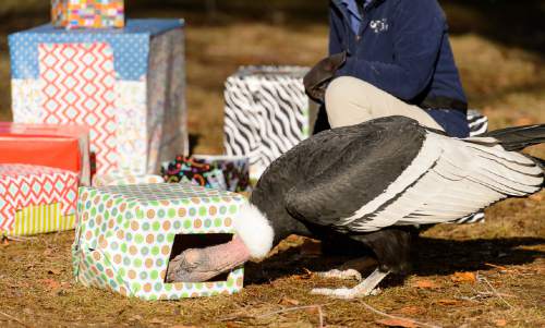 Trent Nelson  |  The Salt Lake Tribune
Tracy Aviary's condor Andy celebrated his 56th birthday, complete with cake and presents that he "opened," in Salt Lake City, Saturday January 17, 2015.