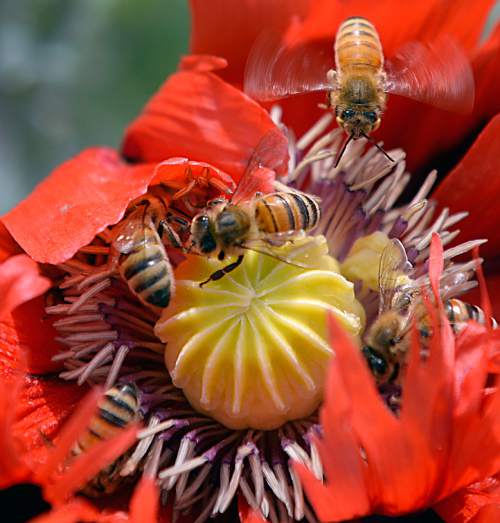 Al Hartmann  | The Salt Lake Tribune
Bees swarm an open poppy flower Wednesday June 25 in Salt Lake City.