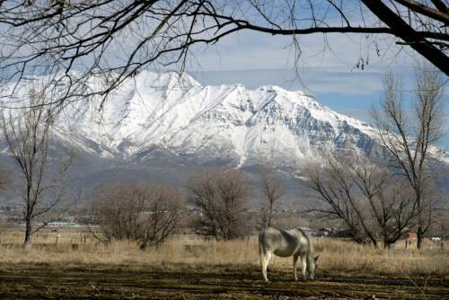 Al Hartmann  |  The Salt Lake Tribune 
Horse grazes near Utah Lake Monday February 24.   Snow still clings  to Mount Timpanogos despite the warm temperatures in the valley.