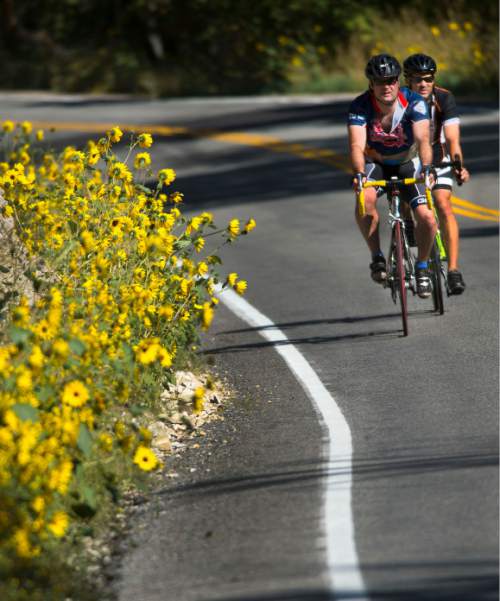 Steve Griffin  |  Tribune file photo
Cyclists zip down the sunflower lined Millcreek Canyon road in Salt Lake City in September 2014.