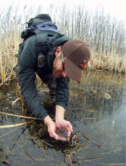 Francisco Kjolseth  |  The Salt Lake Tribune
Chris Crockett, Native Aquatics Biologist carefully pulls up a mass of Columbia Spotted Frog eggs typically numbering 400 to 500 eggs per mass while taking count of the newly produced eggs near the Middle Provo River. The arrival of spring means it's time for Columbia spotted frogs to start looking for mates. A couple of weeks after DWR biologists hear the frogs' mating calls, they look for large, gelatinous egg masses that float in nearby water bodies. Each egg mass contains more than 1,000 frog eggs, and inside each egg is a wriggling, developing tadpole. Biologists study the egg masses and use them to learn more about the frogs' population size,breeding success and habitat. Biologists survey these populations because the Columbia spotted frog is on the Utah Sensitive Species List.