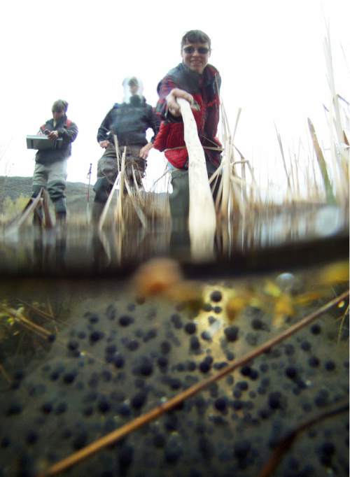 Francisco Kjolseth  |  The Salt Lake Tribune
Paula Trater, seasonal biological technician for the Utah Reclamation Mitigation and Conservation Commission, also known as "the frog lady" uses a stick to carefully reveal a frog egg cluster as she surveys a wet land area along the Provo river near Heber City on Wednesday, April 19, 2012. The arrival of spring means it's time for Columbia spotted frogs to start looking for mates. A couple of weeks after DWR biologists hear the frogs' mating calls, they look for large, gelatinous egg masses that float in nearby water bodies. Each egg mass contains 400 to 500 frog eggs, and inside each egg is a wriggling, developing tadpole. Biologists study the egg masses and use them to learn more about the frogs' population size, breeding success and habitat. Biologists survey these populations because the Columbia spotted frog is on the Utah Sensitive Species List.