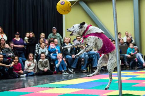 Chris Detrick  |  The Salt Lake Tribune
Apache, an Australian Cattle Dog, plays tetherball during a Dazzle Dogzz performance in the Viridian Event Center at West Jordan Library Saturday January 24, 2015.