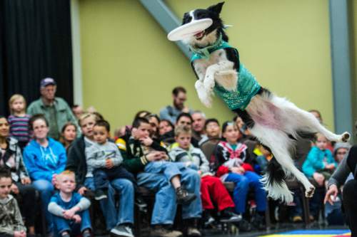 Chris Detrick  |  The Salt Lake Tribune
Pocahontas catches a Frisbee during a Dazzle Dogzz performance in the Viridian Event Center at West Jordan Library Saturday January 24, 2015.