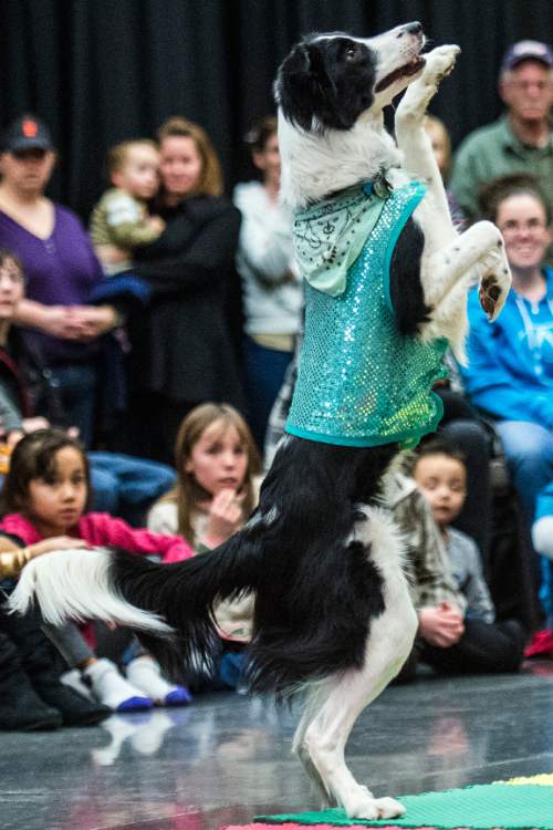 Chris Detrick  |  The Salt Lake Tribune
Pocahontas stands on her hind legs during a Dazzle Dogzz performance in the Viridian Event Center at West Jordan Library Saturday January 24, 2015.