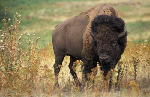 photo courtesy Division of Wildlife Resources

A bison is seen in the Henry Mountains in southeastern Utah.