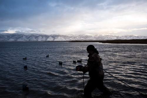 Chris Detrick  |  The Salt Lake Tribune 
Carl Taylor picks up all of his decoy ducks while duck hunting with his dog JB in Farmington Bay Tuesday November 23, 2010.