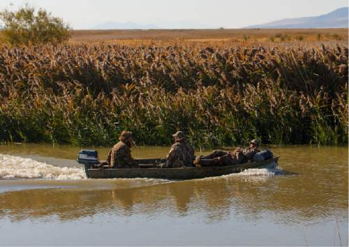 Trent Nelson  |  The Salt Lake Tribune
Duck hunters at the Bear River Migratory Bird Refuge, Friday October 18, 2013.