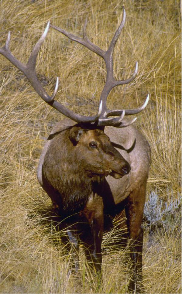 Chronic wasting disease found in bull elk killed on private Utah ranch The Salt Lake Tribune