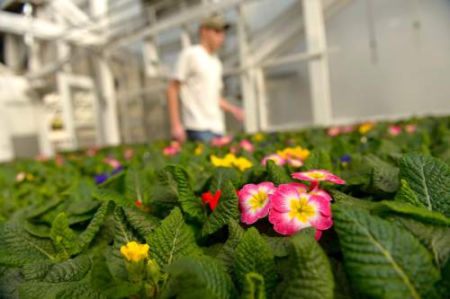 Leah Hogsten  |  The Salt Lake Tribune
Jabe Huber of Joe's Greenhouse in Layton unpacks flats of flowers, Thursday, February 12, 2015 in preparation of an early opening at the greenhouse this year.