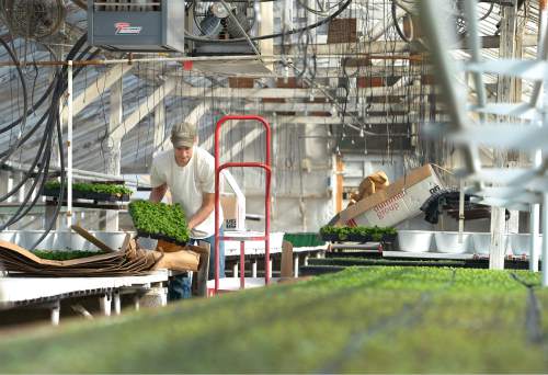 Leah Hogsten  |  The Salt Lake Tribune
Jabe Huber of Joe's Greenhouse in Layton unpacks flats of geraniums, Thursday, February 12, 2015 in preparation of an early opening at the greenhouse this year.
