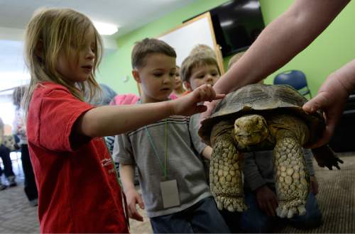 Scott Sommerdorf   |  The Salt Lake Tribune
Five year-old Rosemary Reynolds-Watkins touches the shell of the Zoo's Desert Tortoise named "Trucker." 
Hogle Zoo's Pre-School class series focused on backyard creatures. The "Jungle In Your Backyard" participants learned about animals in Utah's backyards, how to identify them and their tracks and how to protect them, Saturday, February 21, 2015.