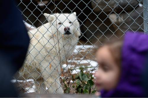 Scott Sommerdorf   |  The Salt Lake Tribune
"Glacier" the male Gray Wolf gets a look at visiting pre-schoolers visiting the Hogle Zoo's Pre-School class series focused on backyard creatures. The "Jungle In Your Backyard" participants learned about animals in Utah's backyards, how to identify them and their tracks and how to protect them, Saturday, February 21, 2015.