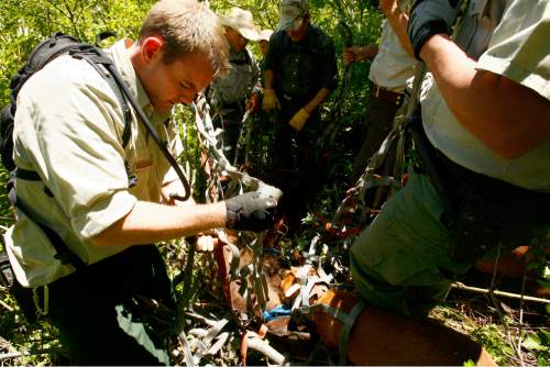 AMERICAN FORK CANYON, UT--6/18/07--12:26:30 PM--
Cody Chamberlain, left, of  Uinta National Forest Service, wraps a net around the remains of the bear so that the body can be lifted out with a helicopter. Pictured in the background is Luke Osborn, Wildlife specialist, back left with cowboy hat. Osborn was the one who shot and killed the bear. Pictured at back right is John Childs, a volunteer who shot and wounded the bear earlier in the morning. 
Behind them is Chad Shimmin, who brought three of his hound dogs to assist with the search.

The bear mauled and killed a 11 year old boy as he slept in his tent the night before.
*************************
 The animal reportedly ripped open a tent and carried off an 11-year-old boy in his sleeping bag at a primitive camping area late last night in the Timpooneke trail area of American Fork Canyon. 
The campsite is located about 11 miles up American Fork Canyon and two miles above the paved road from the Timpooneke campground - some distance away from the developed portion of the campground.
 Chris Detrick/Salt Lake Tribune
File #_2CD6841



`