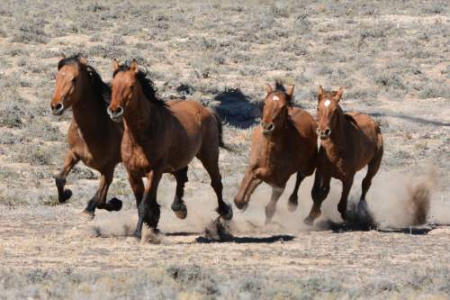 BLM gathered 103 wild horses in Utah; two died - The Salt Lake Tribune