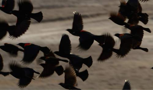 Leah Hogsten  |  The Salt Lake Tribune
Red-winged blackbirds take flight from a tree on the Malad River. One possible reservoir site to provide water to the long-planned and highly criticized Bear River Project is the Malad River Valley, just south of the Idaho border that is a tributary to the Bear River.