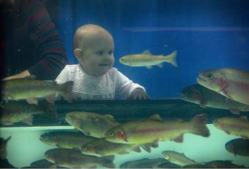 Scott Sommerdorf   |  The Salt Lake Tribune
Annabelle Tilly Mills, 18 months, is fascinated by the rainbow trout in the Young Fishermen's tanks at the International Sportsmen's Expo at the South Towne Expo Center, Thursday, March 12, 2015. The show continues through Sunday.