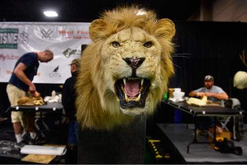 Scott Sommerdorf   |  The Salt Lake Tribune
A lion is on display as the taxidermy competition is underway in the background at the International Sportsmen's Expo at the South Towne Expo Center, Thursday, March 12, 2015. The show continues through Sunday.