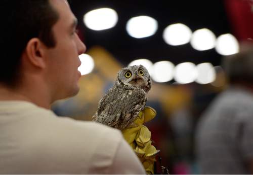 Scott Sommerdorf   |  The Salt Lake Tribune
Josh Day holds a Western Screech Owl at the International Sportsmen's Expo at the South Towne Expo Center, Thursday, March 12, 2015. Day was there with the Great Basin Wildlife Rescue Organization. The show continues through Sunday.