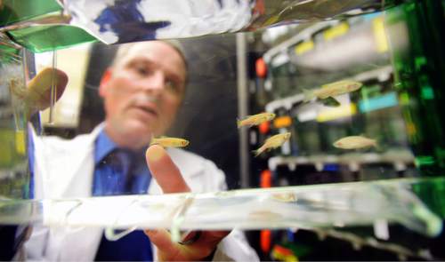 Steve Griffin  |  The Salt Lake Tribune

Rodney Stewart, Ph.D., assistant professor in the Department of Oncological Sciences at the University of Utah, with a tank of zebrafish his lab, in the Huntsman Cancer Institute, uses to track how cancer grows and which treatments can stop it from spreading. Researchers at the Huntsman Cancer Institute like to use the fish because they are cheaper than mice and because many of them are bred so they are see-through, (they lack a pigmentation gene), which enables researchers to watch cancer as it spreads in their bodies. Stewart was in his lab in Salt Lake City, Thursday, March 12, 2015.