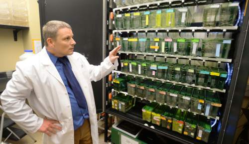 Steve Griffin  |  The Salt Lake Tribune

Rodney Stewart, Ph.D., assistant professor in the Department of Oncological Sciences at the University of Utah, with a bank of about 1,000 zebrafish his lab, in the Huntsman Cancer Institute, uses to track how cancer grows and which treatments can stop it from spreading. Researchers at the Huntsman Cancer Institute like to use the fish because they are cheaper than mice and they are see-through, which enables researchers to watch cancer as it spreads in their bodies. Stewart was in his lab in Salt Lake City, Thursday, March 12, 2015.
