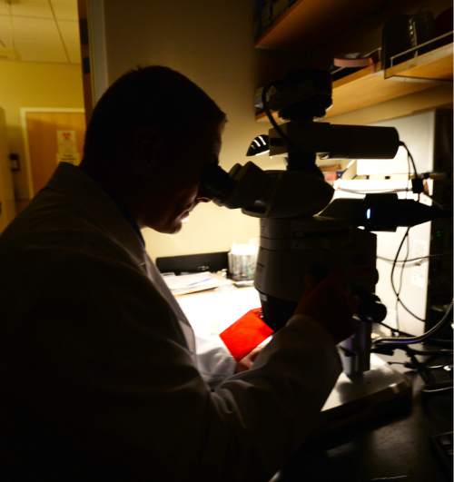 Steve Griffin  |  The Salt Lake Tribune

Rodney Stewart, Ph.D., assistant professor in the Department of Oncological Sciences at the University of Utah, looks through a microscope at a 2-day-old zebrafish fry his lab, in the Huntsman Cancer Institute, uses to track how cancer grows and which treatments can stop it from spreading. Researchers at the Huntsman Cancer Institute like to use the fish because they are cheaper than mice and because many of them are bred so they are see-through, (they lack a pigmentation gene), which enables researchers to watch cancer as it spreads in their bodies. Stewart was in his lab in Salt Lake City, Thursday, March 12, 2015.