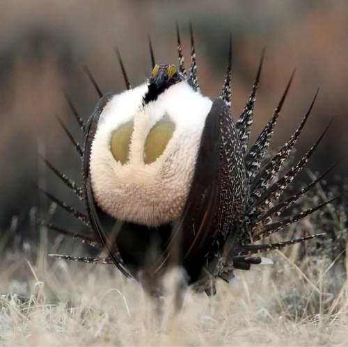 Rick Egan  |  Tribune file photo 
A male greater sage grouse does his strutting display on a lek near Green River, Wyo. Utah lawmakers set aside another $2 million to pay a consultant to keep sage grouse off the Endangered Species List.
