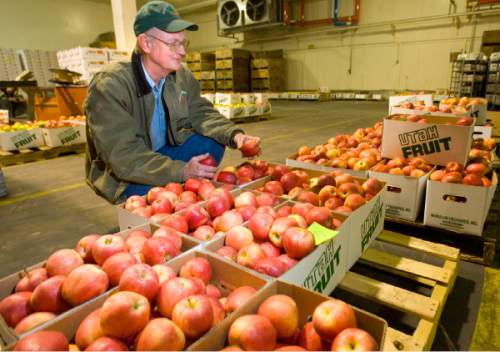Robert McMullin of McMullin Orchards  looks over boxes of freshly picked Utah apples in his Payson   fruit processing  facility on  Tuesday, September 22,2009  photo:Paul Fraughton/ The Salt Lake Tribune