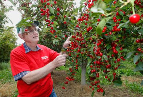 Al Hartmann  |  The Salt Lake Tribune
Robert McMullin checks tart cherry trees ready for harvest July 29. For more than five decades he has farmed his family's large fruit orchards in Payson. Because of their size - 1,000 acres ó and diversity (they grow apples, peaches, cherries, pears, pluots and nectarines) the farm continues to flourish where one mediocre crop will be subsidized by another that fares better. This year's sweet cherry crop came in about half of normal due to poor pollenization and late spring frosts. But the tart cherry crop ó which takes up half their land ó promises to fare better at about 75 percent of normal.  Along with the weather and pollenization, McMullin also worries about being able to provide healthcare benefits for his workers and also how immigration legislation could impact his ability to get the workers he needs.