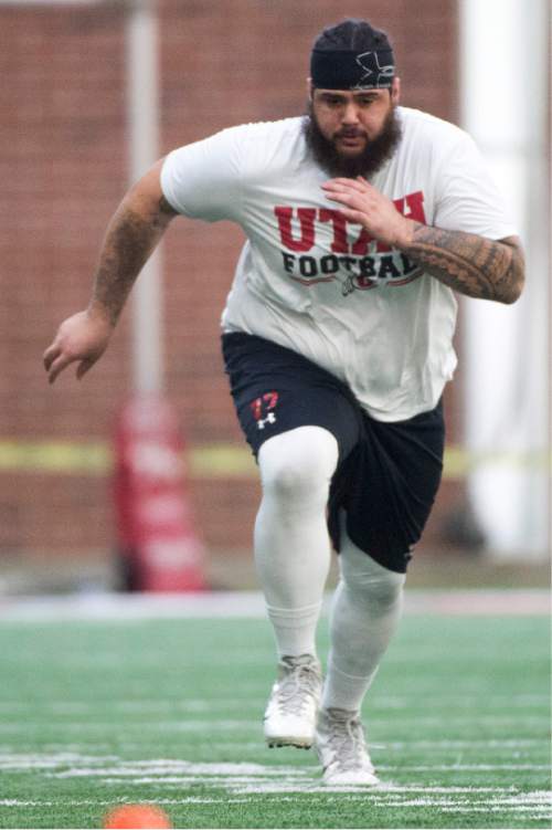 Rick Egan  |  The Salt Lake Tribune

Marc Pouvave runs agility drills for NFL scouts during Pro Day at the Spence Eccles Field House, Thursday, March 26, 2015.