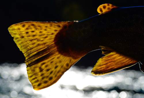 Francisco Kjolseth  |  The Salt Lake Tribune
The tail of a brown trout is illuminated by the sun after being caught by river guide Colby Crossland along the crystal clear waters of the Green River.