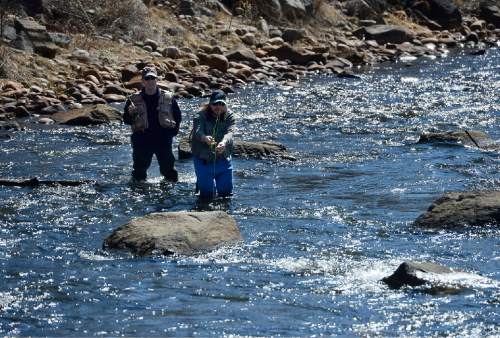 Scott Sommerdorf   |  The Salt Lake Tribune
A fly fisherman casts his line in the middle Provo river near Midway, as his fishing partner watches, Sunday, March 8, 2015.