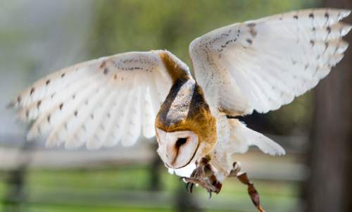 Steve Griffin  |  The Salt Lake Tribune
A barn owl flaps its wings at This Is the Place Heritage Park as the park begins its Baby Animal Season Kickoff on Thursday with opportunities for visitors to pet and hold lots of baby critters in Salt Lake City, Thursday, April 2, 2015. Other animals are also on display including the raptors.