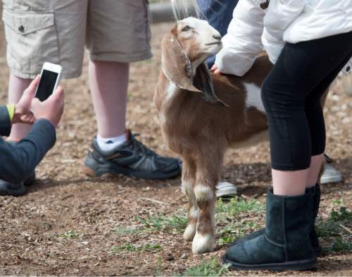 Steve Griffin  |  The Salt Lake Tribune

Youngsters pet baby Nubian goats at This Is the Place Heritage Park as the park kicks off its Baby Animal Season Thursday with opportunities for visitors to pet and hold lots of baby animals  in Salt Lake City, Thursday, April 2, 2015.