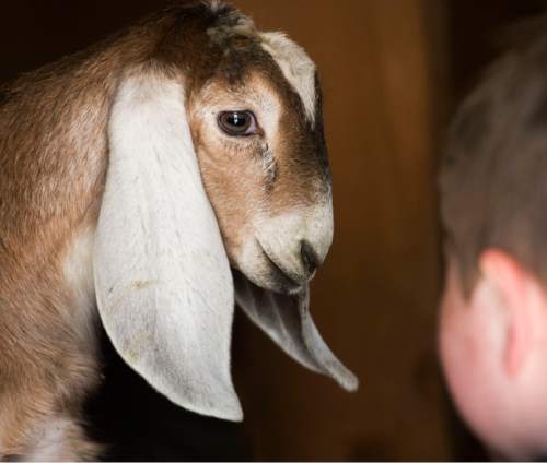 Steve Griffin  |  The Salt Lake Tribune

Youngsters get a close look at Rose, a one-month-old Nubian goat, at This Is the Place Heritage Park as the park kicks off its Baby Animal Season Thursday with opportunities for visitors to pet and hold lots of baby animals  in Salt Lake City, Thursday, April 2, 2015.