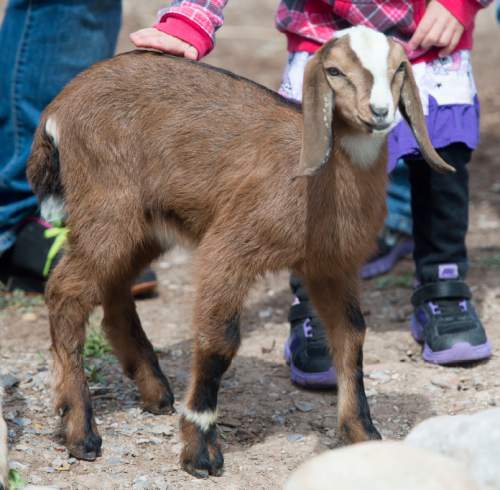 Steve Griffin  |  The Salt Lake Tribune

Youngsters pet baby Nubian goats at This Is the Place Heritage Park as the park kicks off its Baby Animal Season Thursday with opportunities for visitors to pet and hold lots of baby animals  in Salt Lake City, Thursday, April 2, 2015.