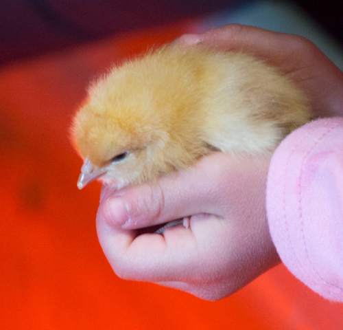 Steve Griffin  |  The Salt Lake Tribune

Youngsters hold baby chicks at This Is the Place Heritage Park as the park kicks off its Baby Animal Season Thursday with opportunities for visitors to pet and hold lots of baby animals  in Salt Lake City, Thursday, April 2, 2015.