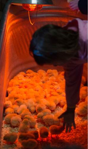 Steve Griffin  |  The Salt Lake Tribune

Youngsters reach into a trough of baby chicks at This Is the Place Heritage Park as the park kicks off its Baby Animal Season Thursday with opportunities for visitors to pet and hold lots of baby animals  in Salt Lake City, Thursday, April 2, 2015.