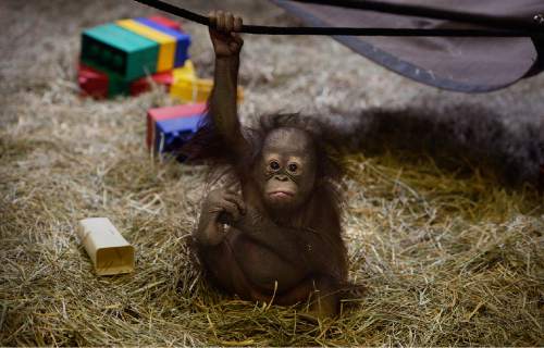 Scott Sommerdorf   |  The Salt Lake Tribune
The Hogle Zoo's 5-month-old baby orangutan, "Tuah" with his surrogate mother, and biological sister Acara, Thursday, April 9, 2015.