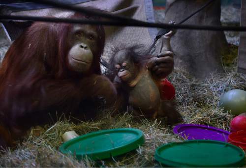 Scott Sommerdorf   |  The Salt Lake Tribune
The Hogle Zoo's five month-old baby orangutan, "Tuah" with his surrogate mother, and biological sister Acara, left, Thursday, April 9, 2015.