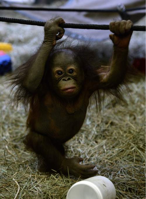 Scott Sommerdorf   |  The Salt Lake Tribune
The Hogle Zoo's five month-old baby orangutan, "Tuah" -  Thursday, April 9, 2015.