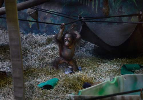Scott Sommerdorf   |  The Salt Lake Tribune
The Hogle Zoo's five month-old baby orangutan, "Tuah" -  Thursday, April 9, 2015.