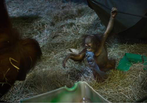 Scott Sommerdorf   |  The Salt Lake Tribune
The Hogle Zoo's five month-old baby orangutan, "Tuah" moves toward his surrogate mother, and biological sister Acara, left, Thursday, April 9, 2015.