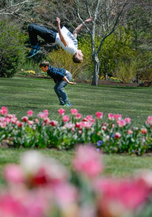 Francisco Kjolseth  |  The Salt Lake Tribune 
Kayden Brown, top, and his cousin Wyatt Brown flip around the grounds as Thanksgiving Point's annual Tulip Festival opens to the public on Friday, April 10, 2015, boasting 250,000 tulips over 55 acres and is open daily (except Sundays) through May 9.