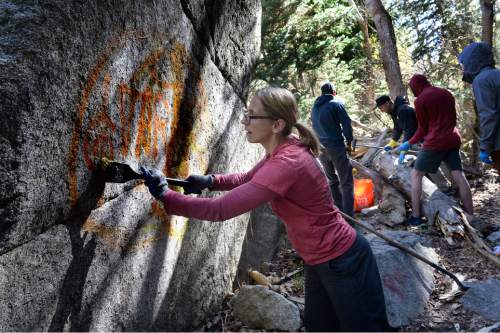 Scott Sommerdorf   |  The Salt Lake Tribune
Volunteer Amanda Cangelosi scrubs a graffito with Elephant Snot solvent during the ROCK Project cleanup effort in Little Cottonwood Canyon, Sunday, April 12, 2015.
