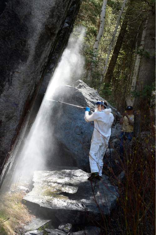 Scott Sommerdorf   |  The Salt Lake Tribune
Tyler Willcutt power washes graffiti to return this large boulder to its natural state in Little Cottonwood Canyon, Sunday, April 12, 2015.