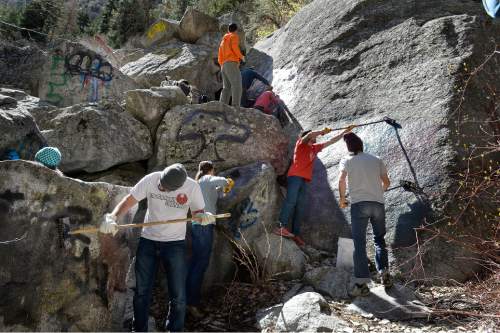 Scott Sommerdorf   |  The Salt Lake Tribune
Volunteers with the ROCK Project work on applying Elephant Snot solvent in Little Cottonwood Canyon, Sunday, April 12, 2015.