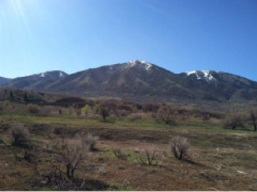 Nate Carlisle  |  The Salt Lake Tribune

Grasses in the Pine Canyon Conservation Area offer bird habitat.
