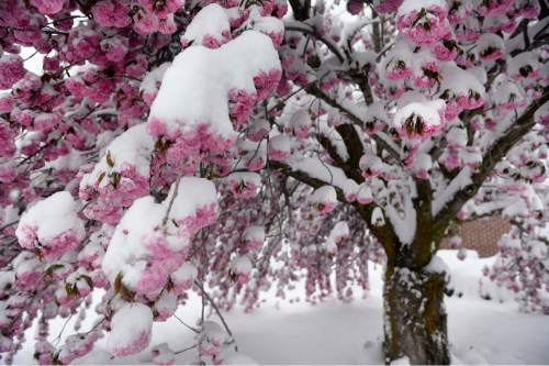 Scott Sommerdorf   |  The Salt Lake Tribune
Trees were loaded with fresh, wet snow after a spring snowfall in Salt Lake City, Wednesday, April 15, 2015.