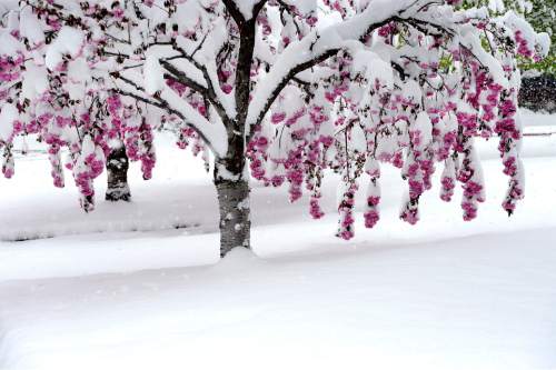 Scott Sommerdorf   |  The Salt Lake Tribune
Trees were loaded with fresh, wet snow after a spring snowfall in Salt Lake City, Wednesday, April 15, 2015.